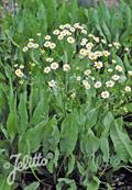 balsam herb